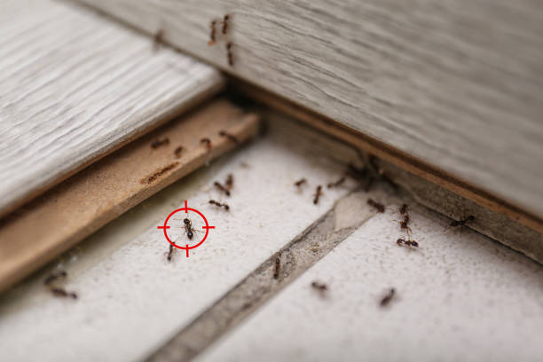Best Pest Control Near Me  in Fletcher, OK